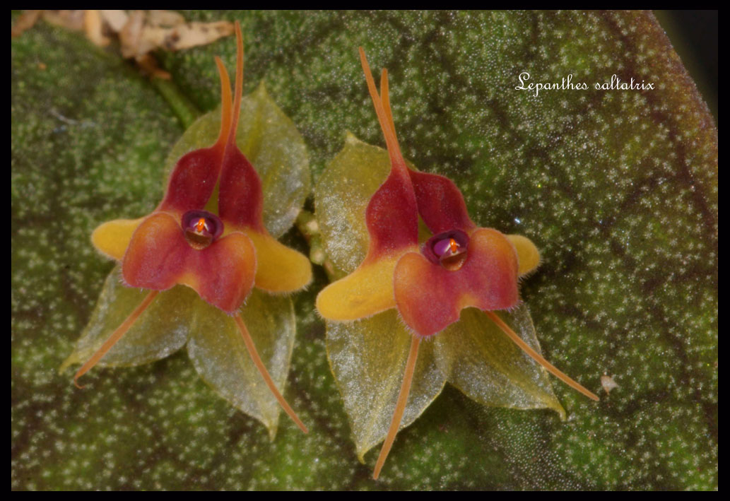 『3年保証』 Lepanthes-saltatrix4.jpg その他観葉植物